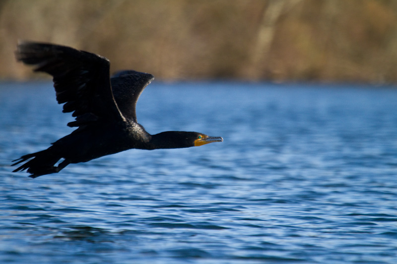 Double-Crested Cormorant In Flight